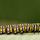 Monarch caterpillar